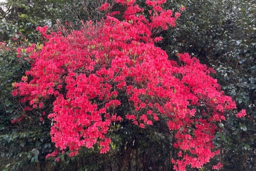 ツツジ（帰全山公園）