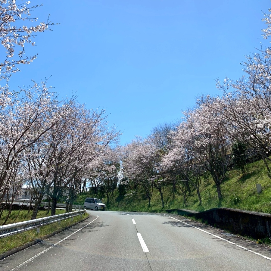 桜のトンネルでドライブを！