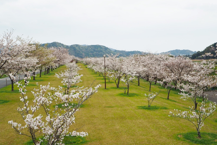 四万十川沿いで桜が楽しめる桜づつみ公園（四万十市観光協会ウェブサイトより）