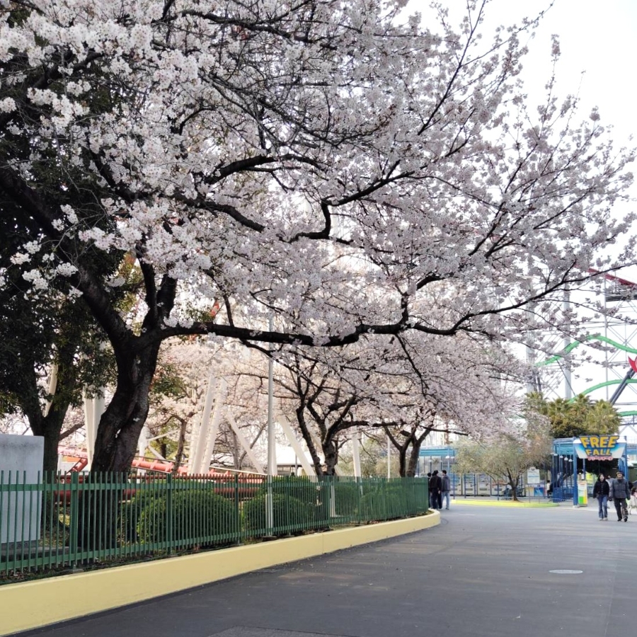 今年もきれいな桜を見られました