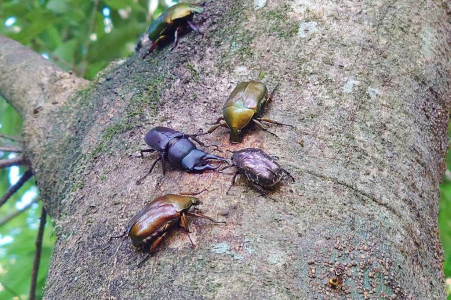 ウラジロガシの樹液に集まる昆虫たち（高知県立牧野植物園提供）