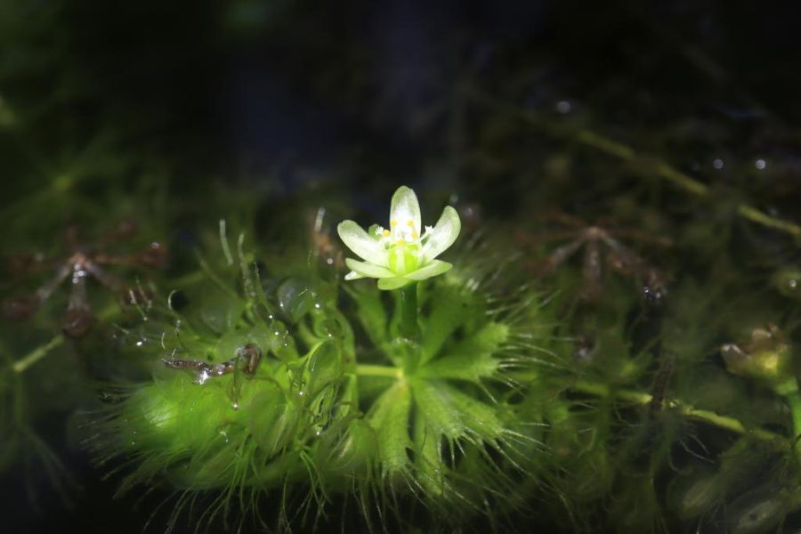 ムジナモは夏の正午ごろ、 2 ～ 3 時間だけ小さな花を咲かせます（高知県立牧野植物園提供）