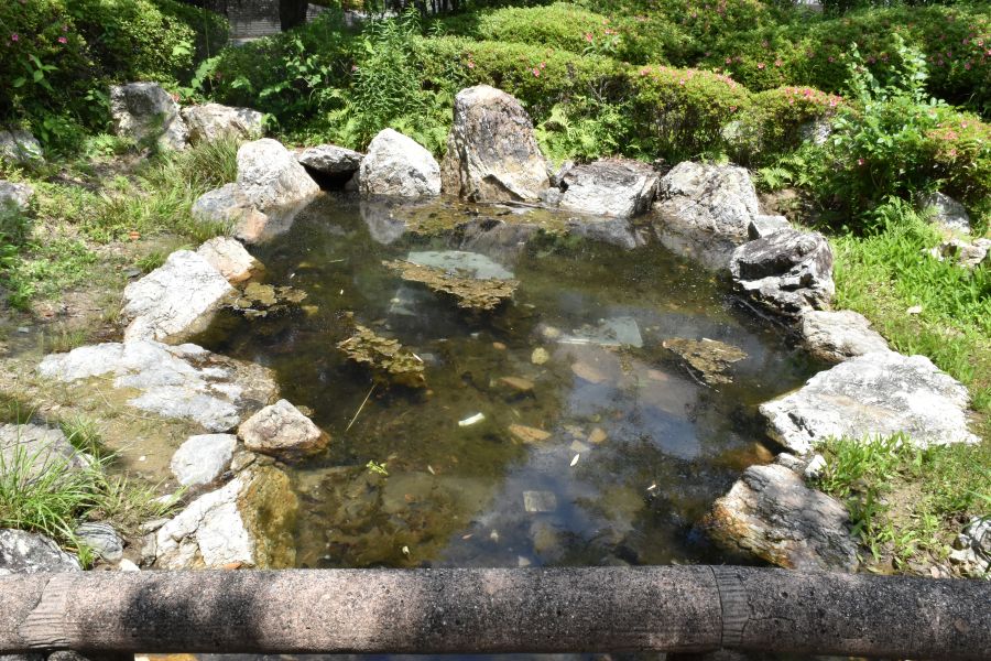 池には何かいるかな？
