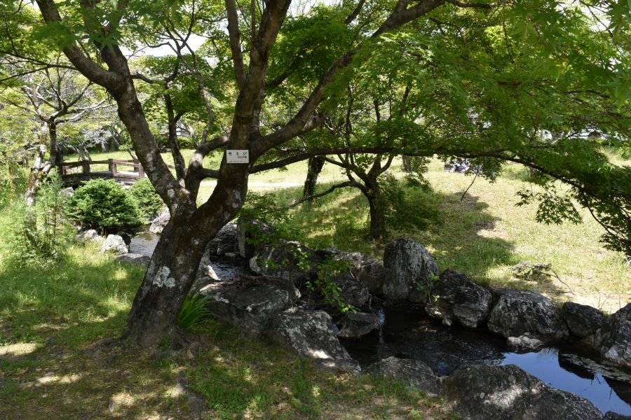こちらはモミジの木