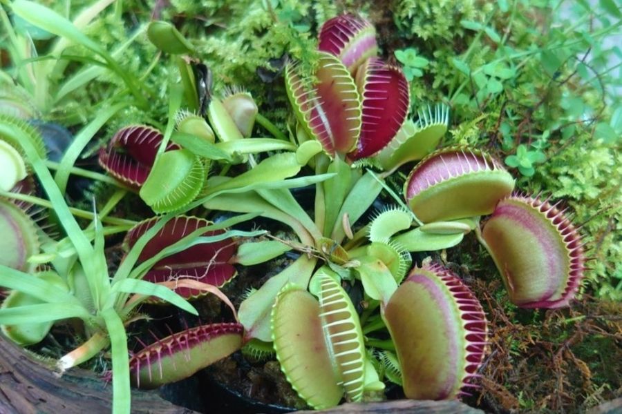 人気のハエトリグサをはじめ、食虫植物の寄せ植えに挑戦！（高知県立牧野植物園提供）