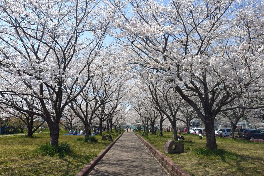 歩道の両側が桜でいっぱい！