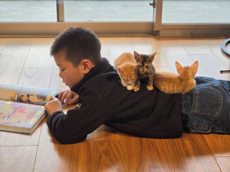 ミルクボランティアとして子猫を育てています。元気に育ってね