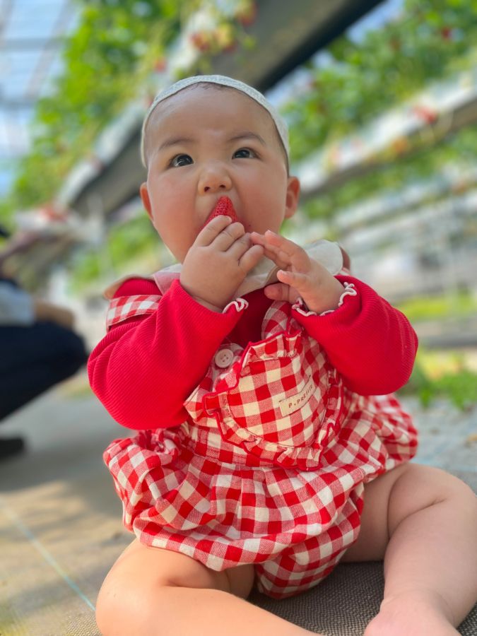 イチゴが大好きで念願のイチゴ狩りで必死に頬張ってます
