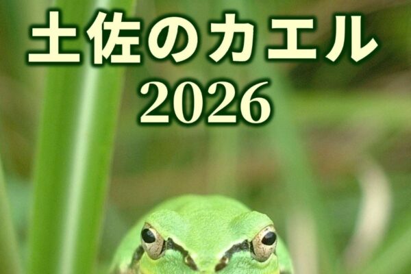越知町で7/4から企画展「土佐のカエル2026」（横倉山自然の森博物館）｜カエルの実物標本、写真パネル、カエルグッズなどが展示されます。7/19（日）と8/16（日）は博物館教室もあります