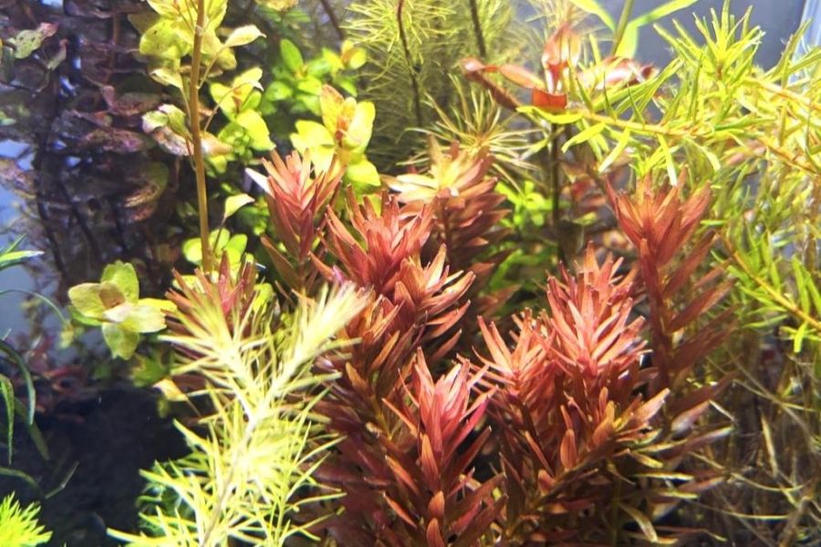 今回は水草に注目！（高知県立牧野植物園提供）