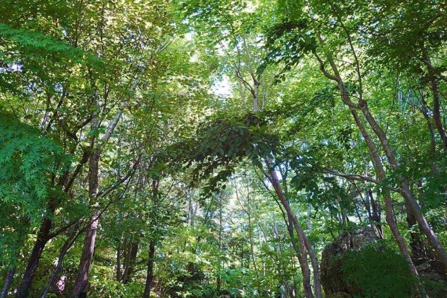 心地よい緑（高知県立牧野植物園提供）