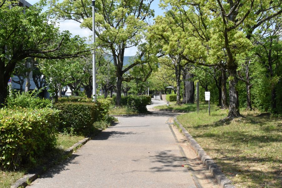 木々に囲まれた歩道があります