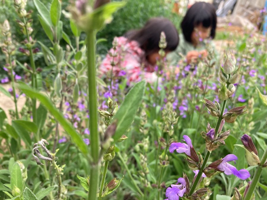 気づくと、2 人で花の蜜を吸っていました